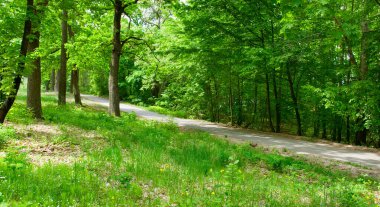 Deciduous forest and forest road. Spring landscape. Wide photo.