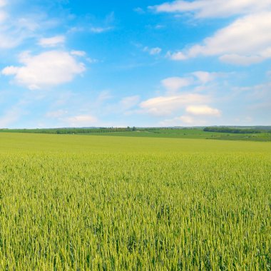 Green wheat field and blue sky. Spring.