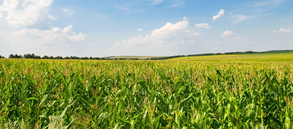 トウモロコシと青空の緑のフィールド 広い写真 — ストック写真
