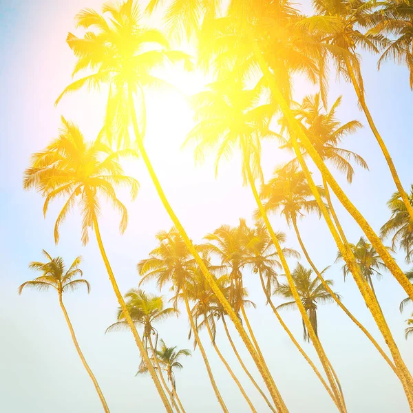 Kokosové Palmy Pozadí Oblohy Slunce — Stock fotografie