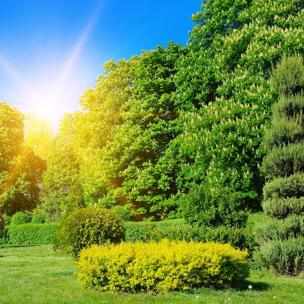 Frühlingsgarten Mit Kastanien Und Nadelsträuchern — Stockfoto
