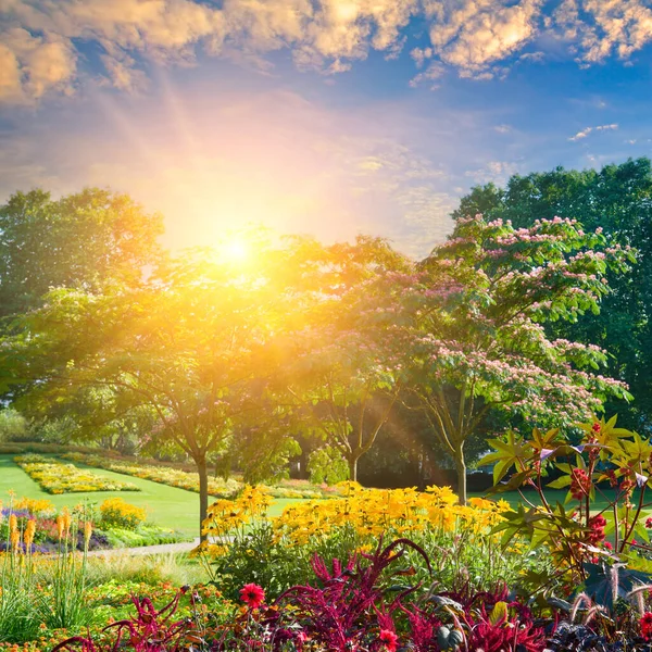 Beautiful Garden Flower Garden Sunrise — Stock fotografie