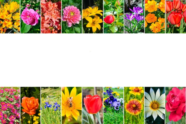 Photo Collage Garden Flowers Photos Free Space Text — Stock Photo, Image