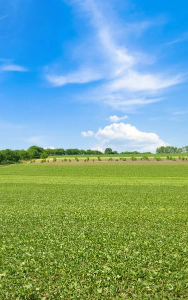 大豆と青空の緑のフィールド 垂直写真 — ストック写真