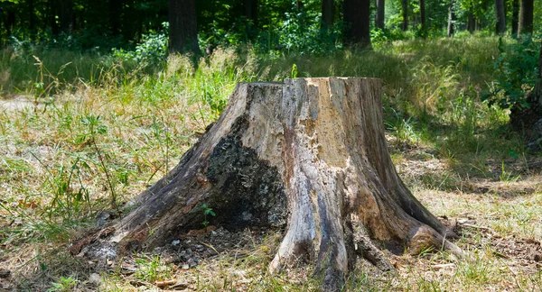 Egy Öreg Fatönk Egy Nyári Erdőben Széles Fénykép — Stock Fotó