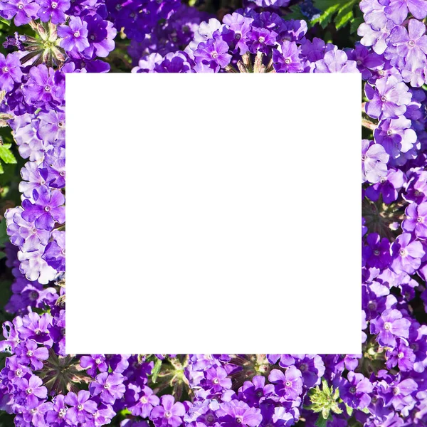 紫色のPhloxesの花の美しい背景 オリジナルのフレーム テキストのためのフリースペース — ストック写真