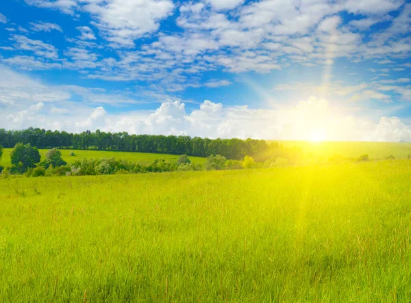 Groene Tarweveld Zonsopgang Aan Horizon — Stockfoto
