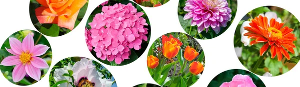 Fotograficzny Kolaż Kwiatów Ogrodowych Zdjęcia Izolowane Białym Tle Szerokie Zdjęcie — Zdjęcie stockowe