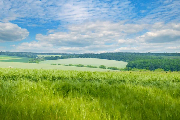 Green Wheat Field Blue Sky Beautiful Spring Agro Landscape — Stock Photo, Image