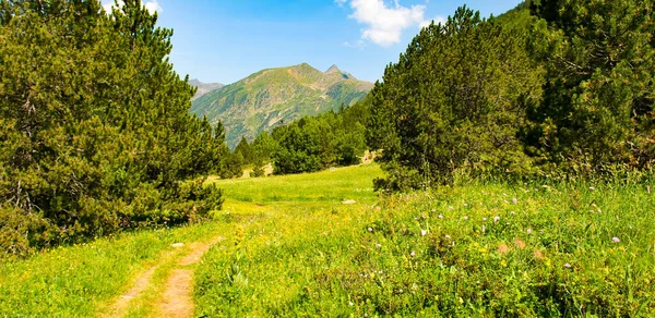 Schilderachtig Berglandschap Met Een Groene Weide Pijnbomen Een Pad Brede — Stockfoto