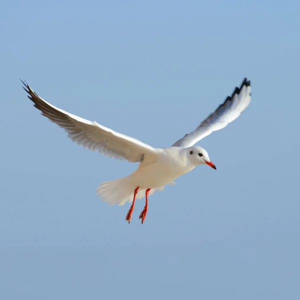 Seagull Background Blue Sky — Photo