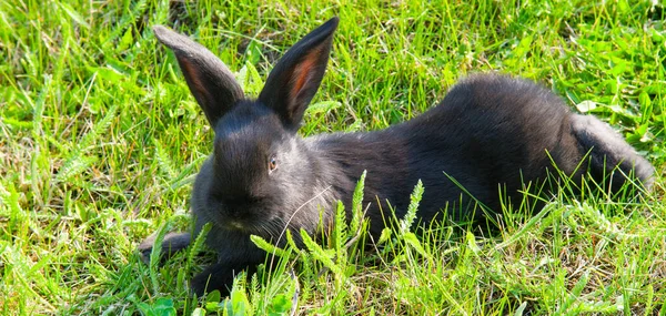 Черный Кролик Зеленой Лужайке Широкое Фото — стоковое фото