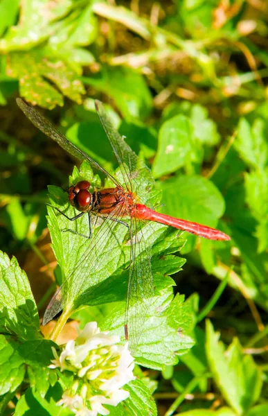 Dragonfly with a long thin body and two pairs of large transparent wings on green grass. Vertical photo.