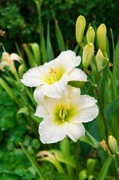 White Daylily Flowers Summer Garden Vertical Photo — Stock Photo, Image