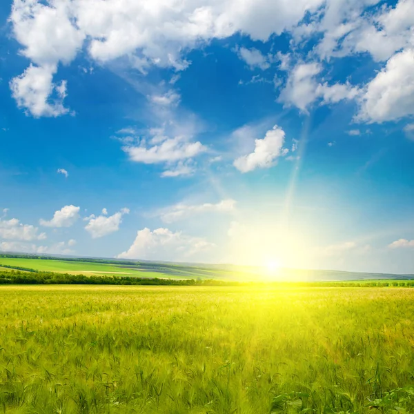Grünes Weizenfeld Und Sonnenaufgang Über Dem Horizont — Stockfoto