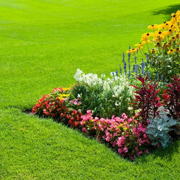 在绿色的草坪上 一个明亮的花坛 — 图库照片