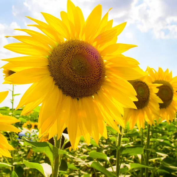 Fält Med Blommande Solrosor Och Blå Himmel — Stockfoto
