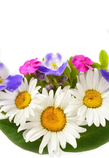 Motif Floral Marguerites Phloxes Violettes Isolés Sur Fond Blanc Espace — Photo