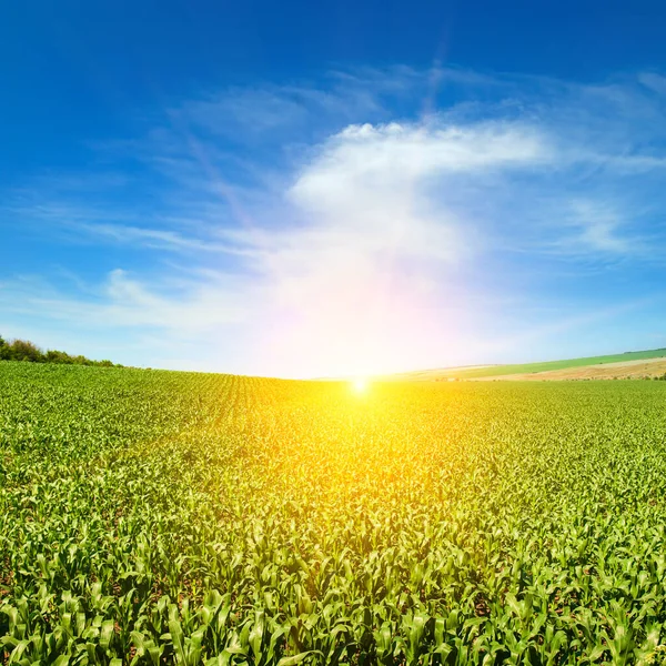 Grünes Maisfeld Und Sonnenaufgang Über Dem Horizont — Stockfoto