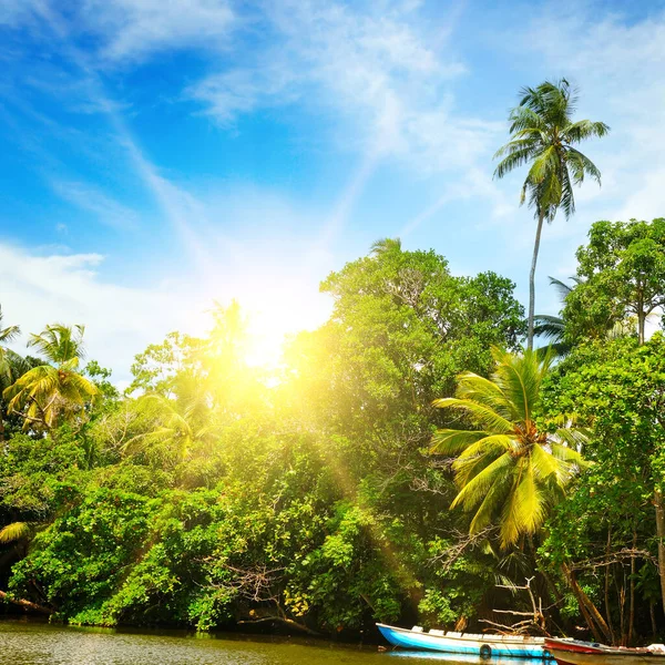 Kokospalmen Und Sonne Himmel Schöner Tropischer Hintergrund — Stockfoto