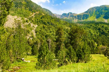 Mountains of the Pyrenees, forest and flowery meadow. Summer, Andorra.