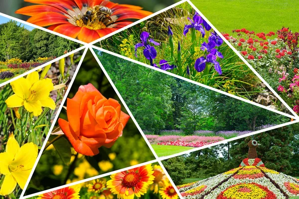 Photo Collage Summer Gardens Flower Gardens Flowers — Stock Photo, Image