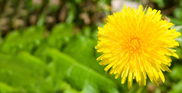 緑の草原に黄色のタンポポの花 広い写真 — ストック写真
