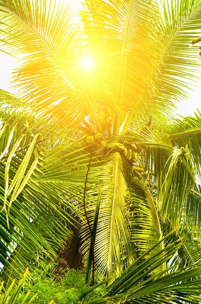 Palmeira Tropical Com Coco Sol Brilhante Céu Azul Foto Vertical — Fotografia de Stock