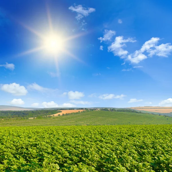 Zielone Pole Słonecznika Słońce Przeciwko Błękitnemu Niebu — Zdjęcie stockowe