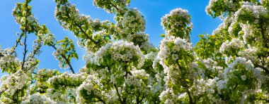 Armutun çiçekli dalı. Çiçekli bahar bahçesi. Arka plan bulanık. Geniş resim.