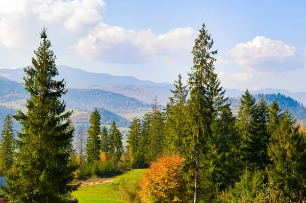 Mountains Carpathians Autumn Coniferous Forest Bright Sunrise — Stock Photo, Image