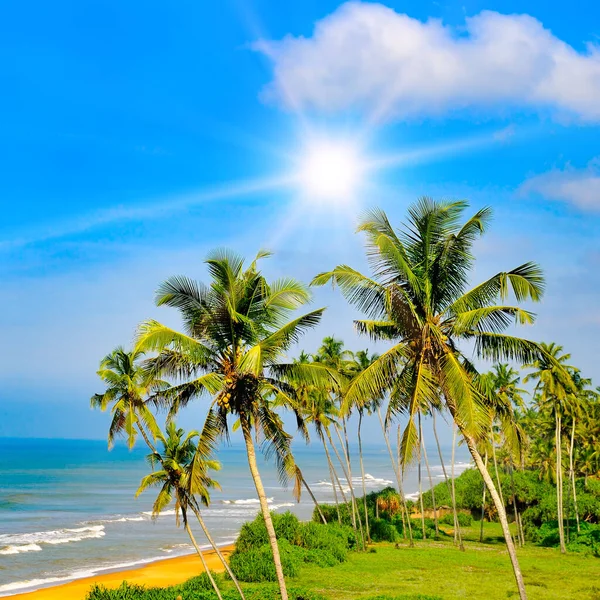 Palma Kokosowa Piękną Tropikalną Plażą Słońcem — Zdjęcie stockowe