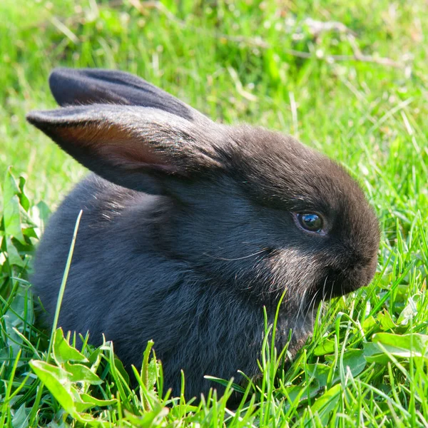 緑の芝生の上の黒いウサギ — ストック写真