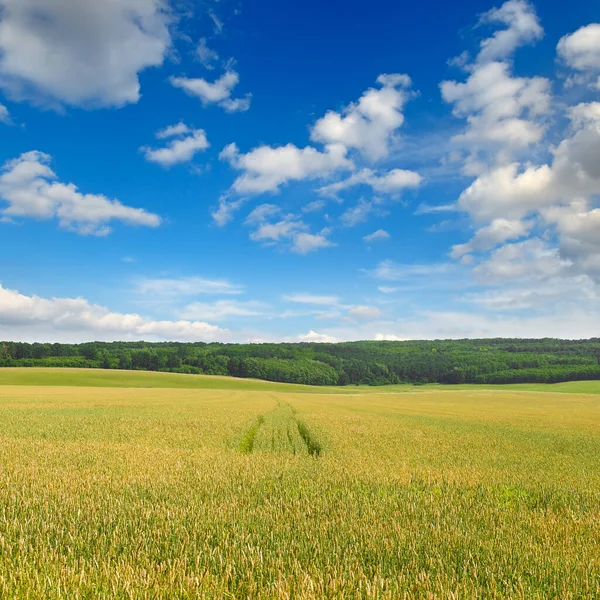 緑の小麦畑と青空 美しい春の農業風景 — ストック写真