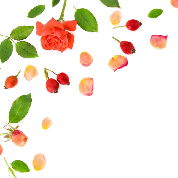 白い背景に孤立した花やバラの花びら グリーティングカードのパターン テキストのためのフリースペース — ストック写真