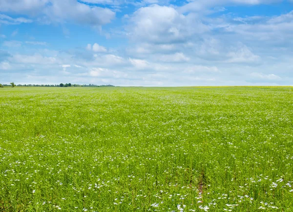 Grünes Flachsfeld Und Strahlend Blauer Himmel — Stockfoto