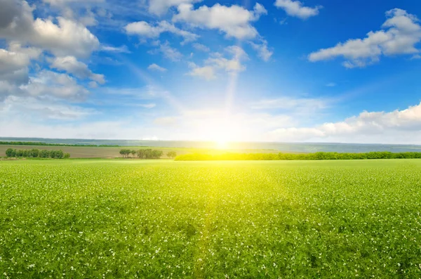 緑のエンドウ豆畑 日の出と青空 農業景観 — ストック写真