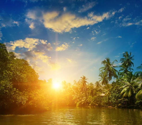 Fluss Schöner Sonnenaufgang Und Tropische Palmen — Stockfoto