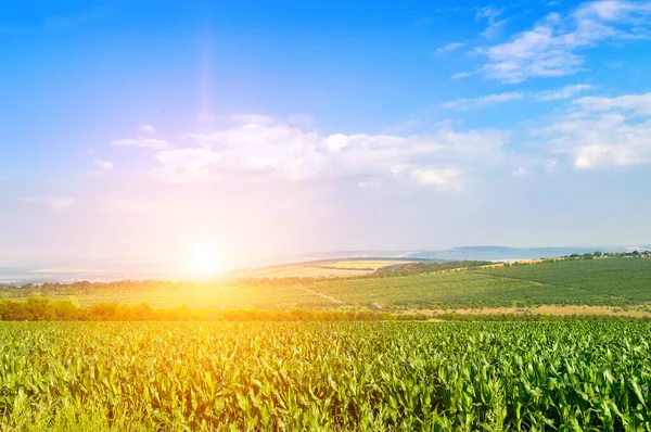 Zielone Pole Kukurydzy Jasny Zachód Słońca — Zdjęcie stockowe