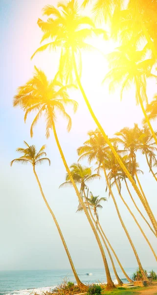 Playa Tropical Cocoteros Sol Brillante Foto Vertical —  Fotos de Stock