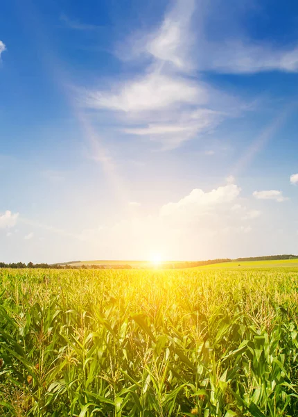 Green Corn Field Bright Sunrise Vertical Photo — Stock Photo, Image