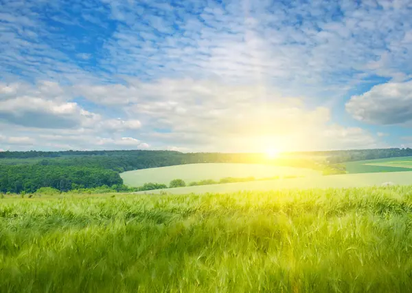 Green Wheat Field Sunrise Horizon — kuvapankkivalokuva