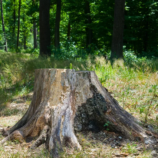 Yaz Ormanında Kesilmiş Bir Ağaç Kütüğü — Stok fotoğraf