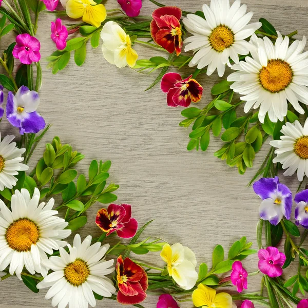 Motif Floral Marguerites Phloxes Violettes Beau Cadre Avec Place Pour — Photo