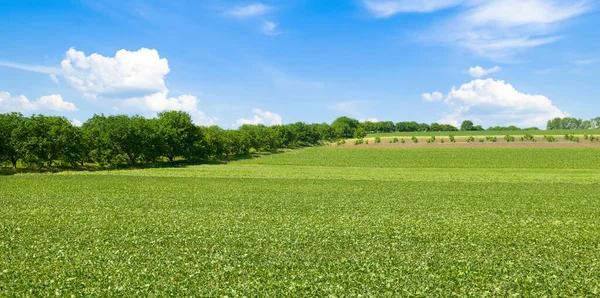 Green Soybean Field Blue Sky Wide Photo — Stock Photo, Image