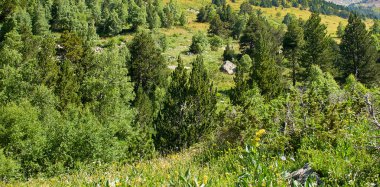 Resimli dağ yamaçları, alp çayırları ve kozalaklı ağaçlar. Geniş resim.