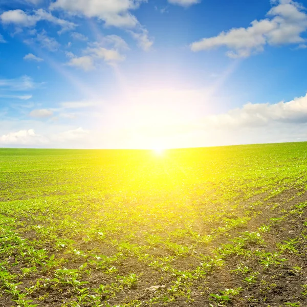 Grünes Sonnenblumenfeld Und Strahlender Sonnenaufgang — Stockfoto