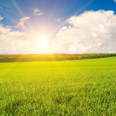 Green wheat field and sunrise over the horizon.