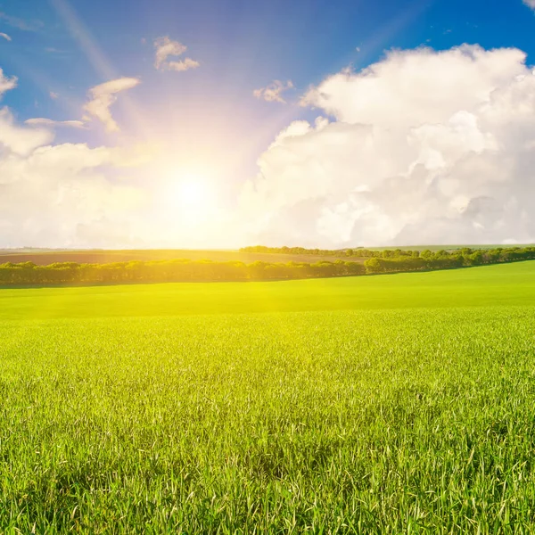 緑の小麦畑と地平線の上の日の出 — ストック写真