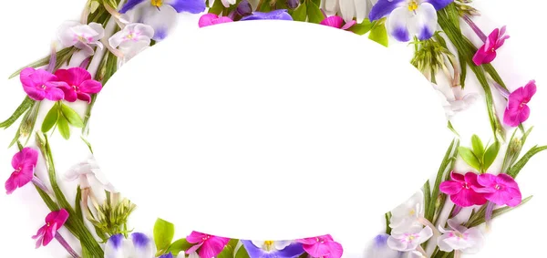 デイジー Phloxesやビオレットの花のパターン テキストのための場所と美しいフレーム 広い写真 — ストック写真